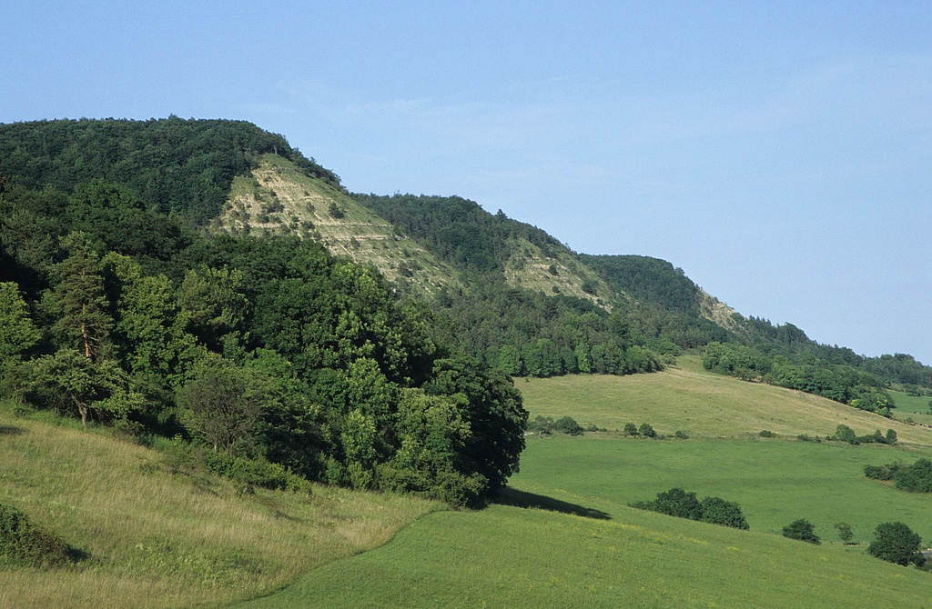 NSG 179, Blick von Westen auf die Südseite des Schönberges nördlich und nordöstlich Reinstädt (Saale-Holzland-Kreis) mit erheblich zugenommenem Gehölzanteil am Südhang im Vergleich zu den 1950er Jahren (siehe vorheriges Bild). Zum NSG „Schönberg“ gehören Teile des Plateaus und der Westhang; eine Erweiterung um den gesamten Südhang und weitere Flächen ist geplant. (Foto: Holm Wenzel, 18.06.2000)