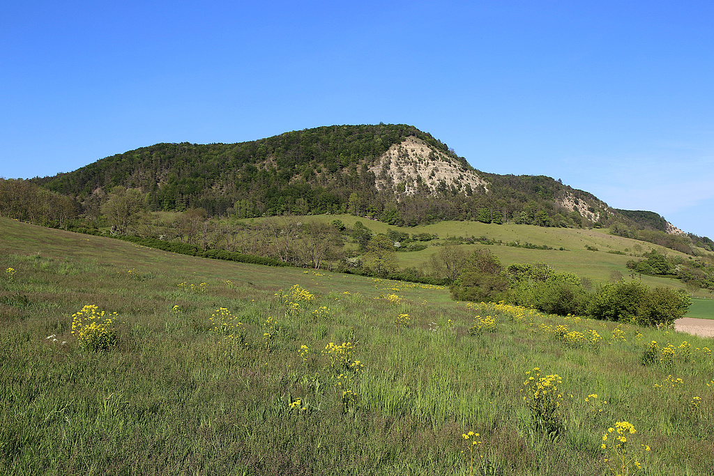 NSG 179, Blick von Südsüdwest auf das Massiv des Schönberges nördlich und nordöstlich Reinstädt (Saale-Holzland-Kreis) mit erheblich zugenommenem Gehölzanteil am Süd- und Westhang im Vergleich zu den 1950er Jahren. Zum NSG „Schönberg“ gehören Teile des Plateaus und der Westhang; eine Erweiterung um den gesamten Südhang und weitere Flächen ist geplant. (Foto: Holm Wenzel, 18.06.2000)