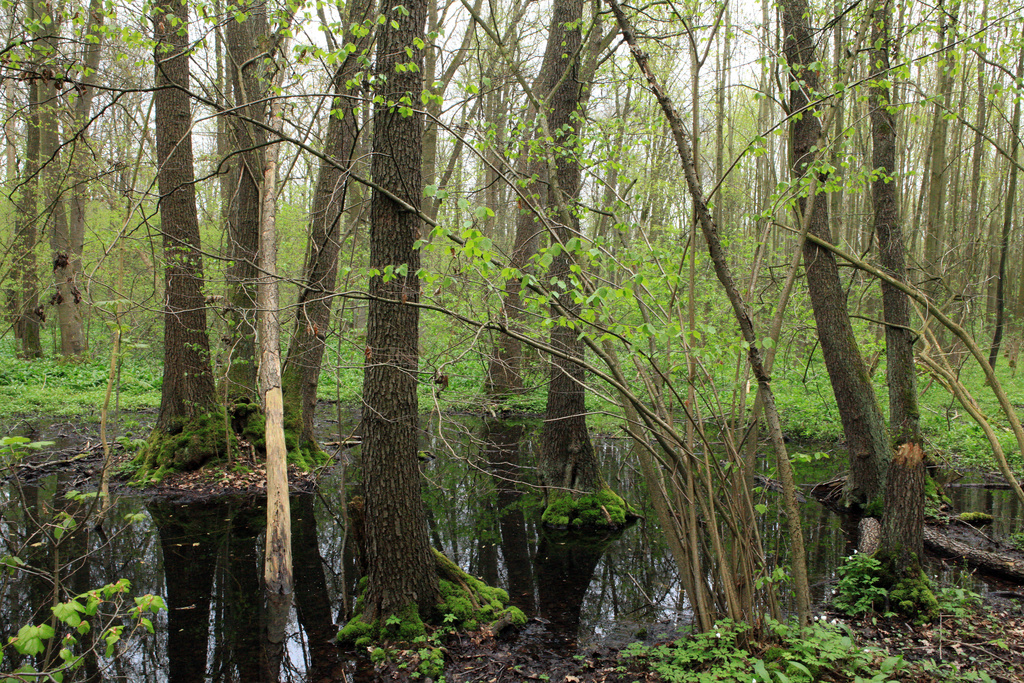 NSG 185, (Schwarz-)Erlenbruchwald auf mineralischem Nassstandort ganz im Nordwesten des NSG „Leinawald“ südlich von Bocka (Landkreis Altenburger Land). (Foto: Holm Wenzel, 01.05.2013)