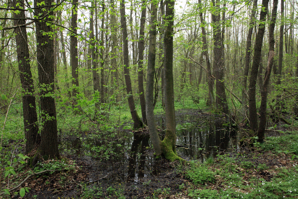 NSG 185, (Schwarz-)Erlenbruchwald auf mineralischem Nassstandort ganz im Nordwesten des NSG „Leinawald“ südlich von Bocka (Landkreis Altenburger Land). (Foto: Holm Wenzel, 01.05.2013)