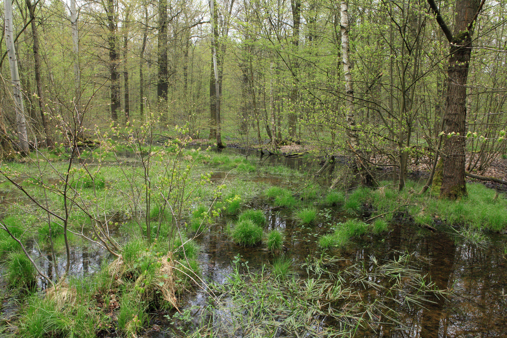 NSG 185, Stieleichen-Hainbuchenwald auf eutrophem grund- und stauwasserbeeinflussten Standort ganz im Nordwesten des NSG „Leinawald“ südlich von Bocka (Landkreis Altenburger Land). (Foto: Holm Wenzel, 01.05.2013)