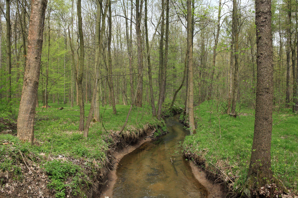 NSG 185, Spannerbach ganz im Nordwesten des NSG „Leinawald“ südlich von Bocka (Landkreis Altenburger Land). (Foto: Holm Wenzel, 01.05.2013)