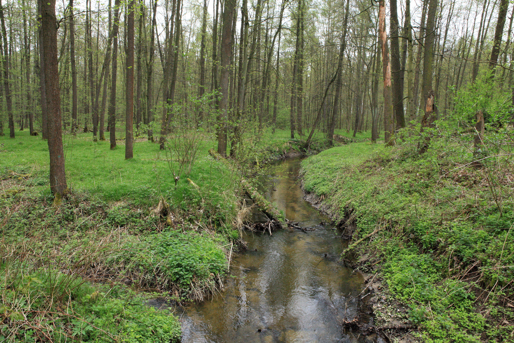 NSG 185, Spannerbach ganz im Nordwesten des NSG „Leinawald“ südlich von Bocka (Landkreis Altenburger Land). (Foto: Holm Wenzel, 01.05.2013)
