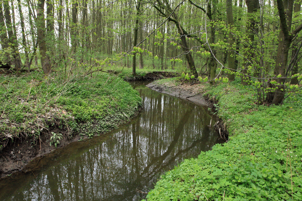 NSG 185, Spannerbach ganz im Nordwesten des NSG „Leinawald“ südlich von Bocka (Landkreis Altenburger Land). (Foto: Holm Wenzel, 01.05.2013)