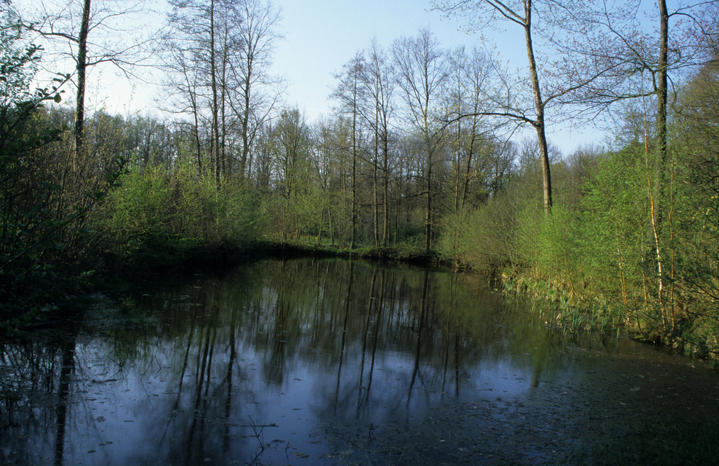 NSG 185, Waldteich der Fürstenteiche im nordwestlichen Leinawald (Landkreis Altenburger Land). (Foto: Holm Wenzel, 02.05.2001)