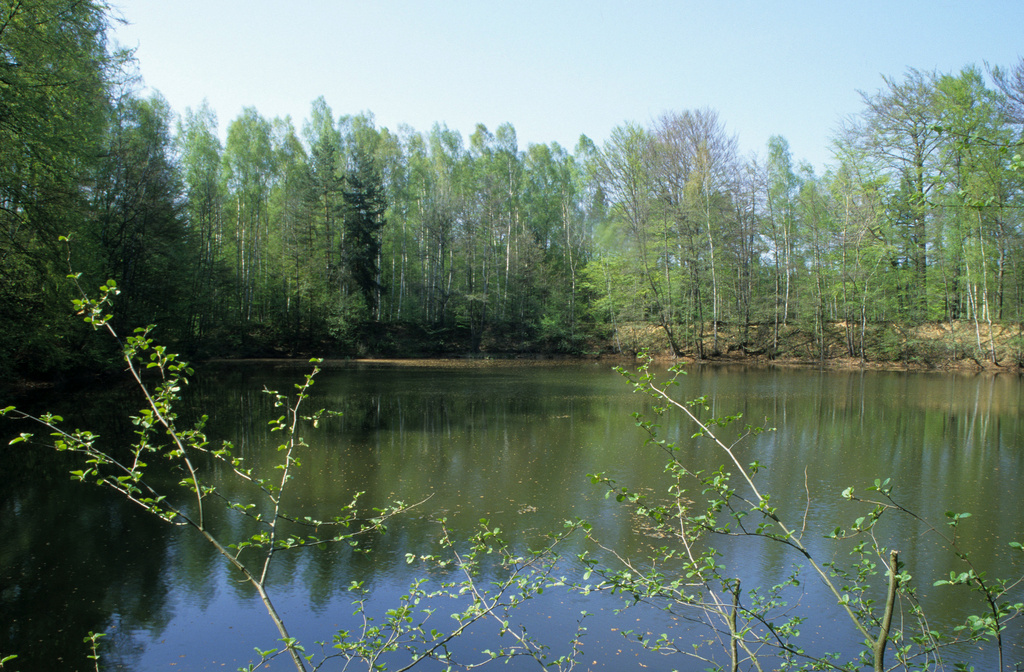 NSG 185, Märchensee (auch Flächennaturdenkmal) im nordöstlichen Leinawald (Landkreis Altenburger Land). (Foto: Holm Wenzel, 02.05.2001)