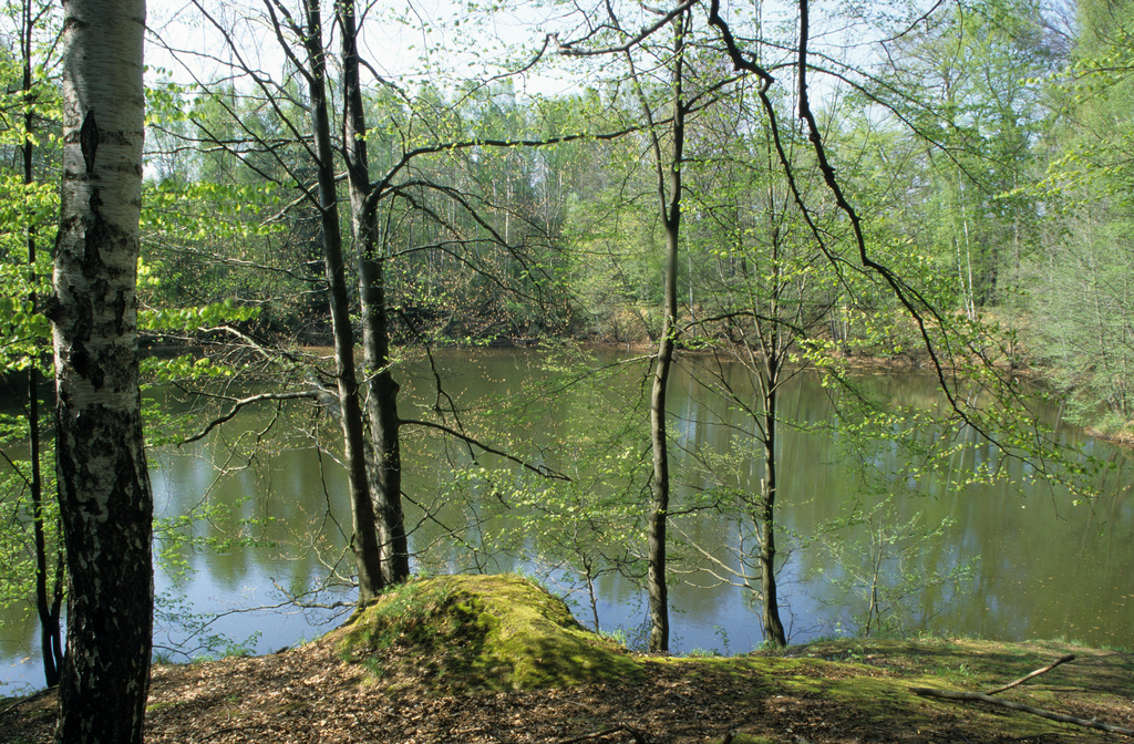 NSG 185, Märchensee (auch Flächennaturdenkmal) im nordöstlichen Leinawald (Landkreis Altenburger Land). (Foto: Holm Wenzel, 02.05.2001)