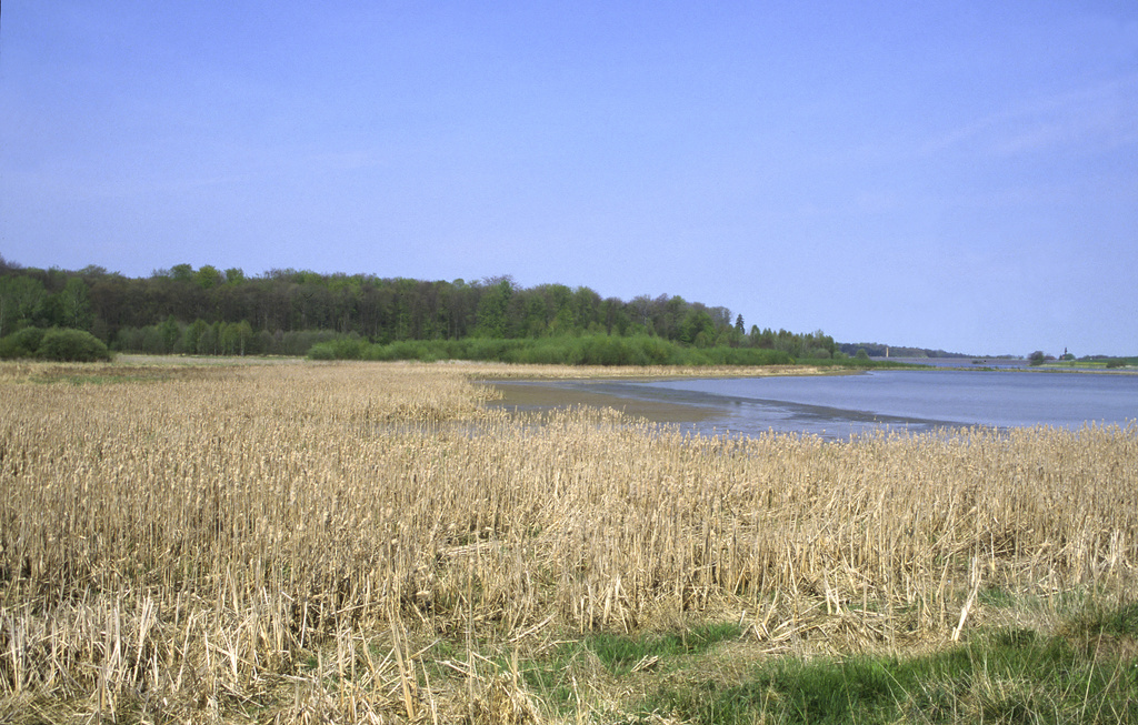 NSG 185, ehemals weiter südlich gelegener Stauwurzelbereich der Talsperre Schömbach nördlich von Langenleuba-Niederhain (Landkreis Altenburger Land). (Foto: Holm Wenzel, 02.05.2001)