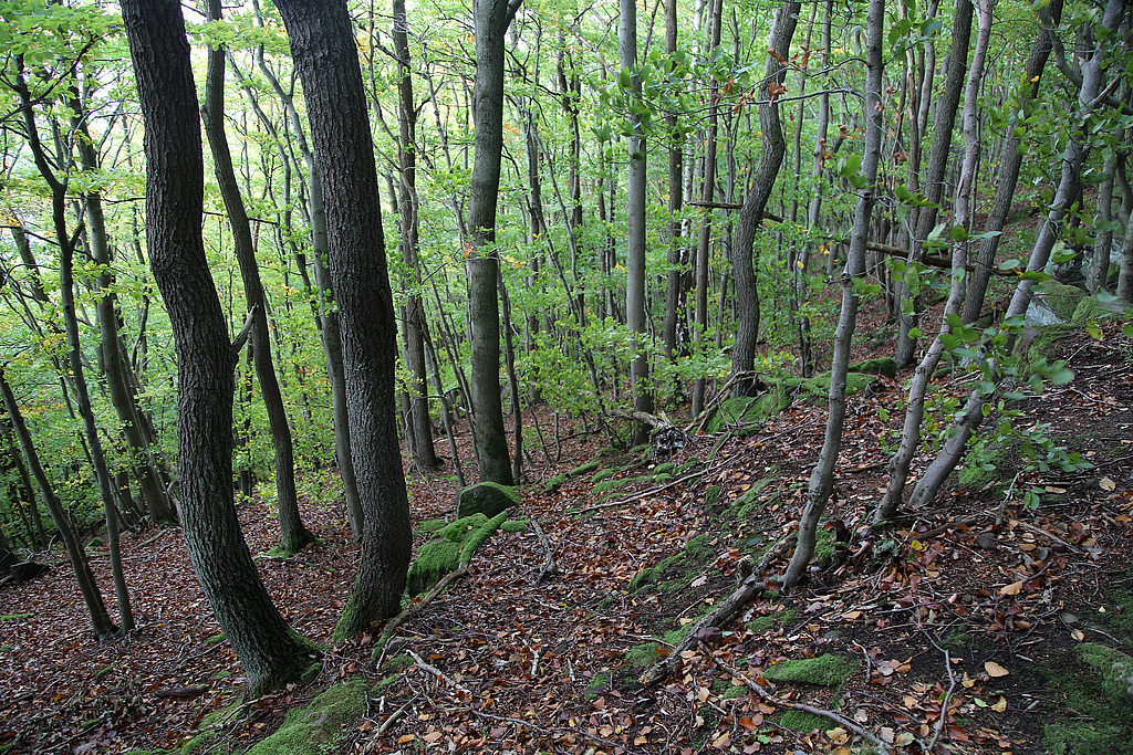 NSG 194, Hainsimsen-Buchenwald mit Trauben-Eichen im Norden des NSG „Kelle-Teufelskanzel“. (Foto: Holm Wenzel, 10.10.2020)