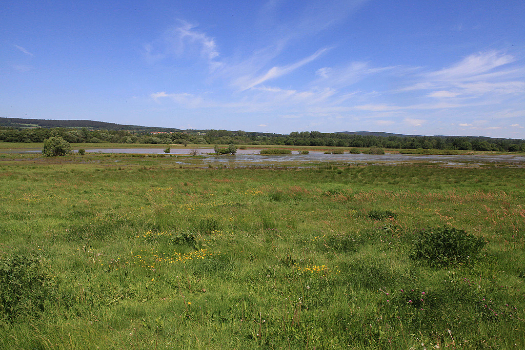 NSG 218, vernässte Rhädensenke im NSG „Dankmarshäuser Rhäden“ (Wartburgkreis), Blick vom Werra-Radweg. (Foto: Holm Wenzel, 26.05.2012)