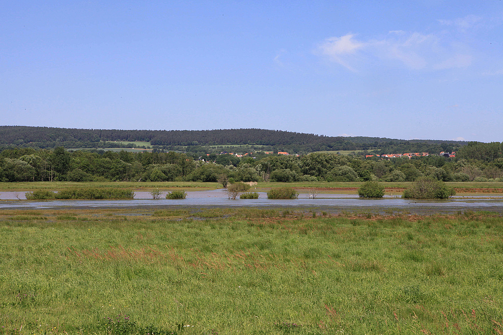 NSG 218, vernässte Rhädensenke im NSG „Dankmarshäuser Rhäden“ (Wartburgkreis), Blick vom Werra-Radweg. (Foto: Holm Wenzel, 26.05.2012)