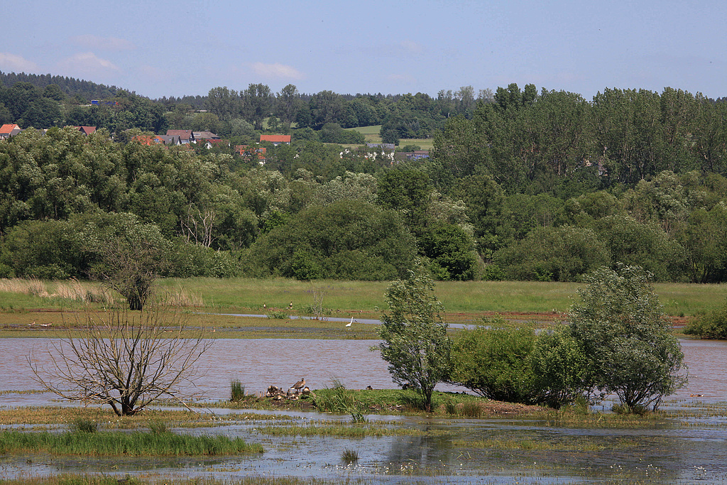 NSG 218, vernässte Rhädensenke im NSG „Dankmarshäuser Rhäden“ (Wartburgkreis), Blick vom Werra-Radweg. (Foto: Holm Wenzel, 26.05.2012)