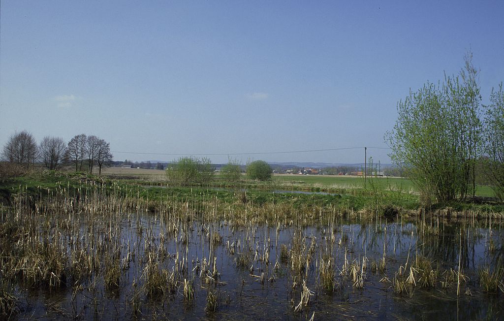 NSG 249, Teiche nordwestlich der Einmündung des Rottenbachs in die Föritz in der Mitte der südlichen Teilfläche des NSG „Föritzgrund“ südlich Sichelreuth (Landkreis Sonneberg). (Foto: Holm Wenzel, 21.04.2002)