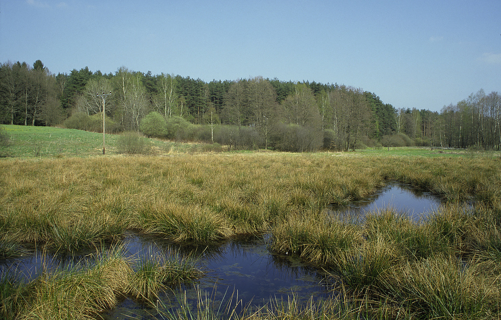 NSG 249, verlandender Teich im unteren Rottenbachtal vor der Mündung in die Föritz in der Mitte der südlichen Teilfläche des NSG „Föritzgrund“ südlich Sichelreuth (Landkreis Sonneberg). (Foto: Holm Wenzel, 21.04.2002)