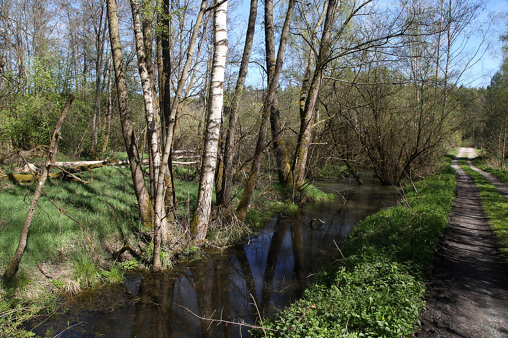 NSG 249, Biberhabitat am ehemaligen Grenzstreifen im Süden der südlichen Teilfläche des NSG „Föritzgrund“ südlich Sichelreuth (Landkreis Sonneberg). (Foto: Holm Wenzel, 09.05.2021)