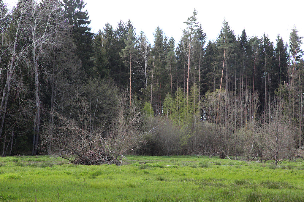 NSG 249, Biberhabitat mit Biberburg nördlich des ehemaligen Grenzstreifens im Süden der südlichen Teilfläche des NSG „Föritzgrund“ südlich Sichelreuth (Landkreis Sonneberg). (Foto: Holm Wenzel, 09.05.2021)