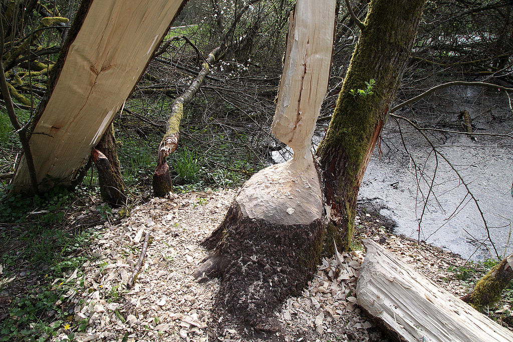 NSG 249, Biberhabitat nördlich des ehemaligen Grenzstreifens im Süden der südlichen Teilfläche des NSG „Föritzgrund“ südlich Sichelreuth (Landkreis Sonneberg). (Foto: Holm Wenzel, 09.05.2021)