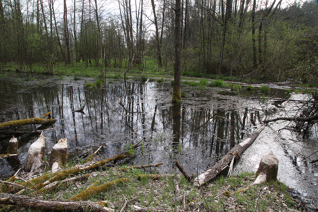 NSG 249, Biberhabitat am ehemaligen Grenzstreifen im Süden der südlichen Teilfläche des NSG „Föritzgrund“ westsüdwestlich Rotheul (Landkreis Sonneberg). (Foto: Holm Wenzel, 09.05.2021)