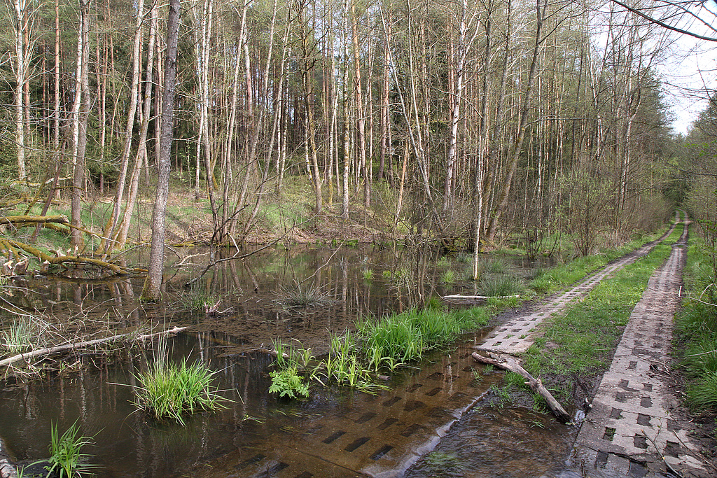 NSG 249, Biberhabitat am ehemaligen Grenzstreifen im Süden der südlichen Teilfläche des NSG „Föritzgrund“ westsüdwestlich Rotheul (Landkreis Sonneberg). (Foto: Holm Wenzel, 09.05.2021)