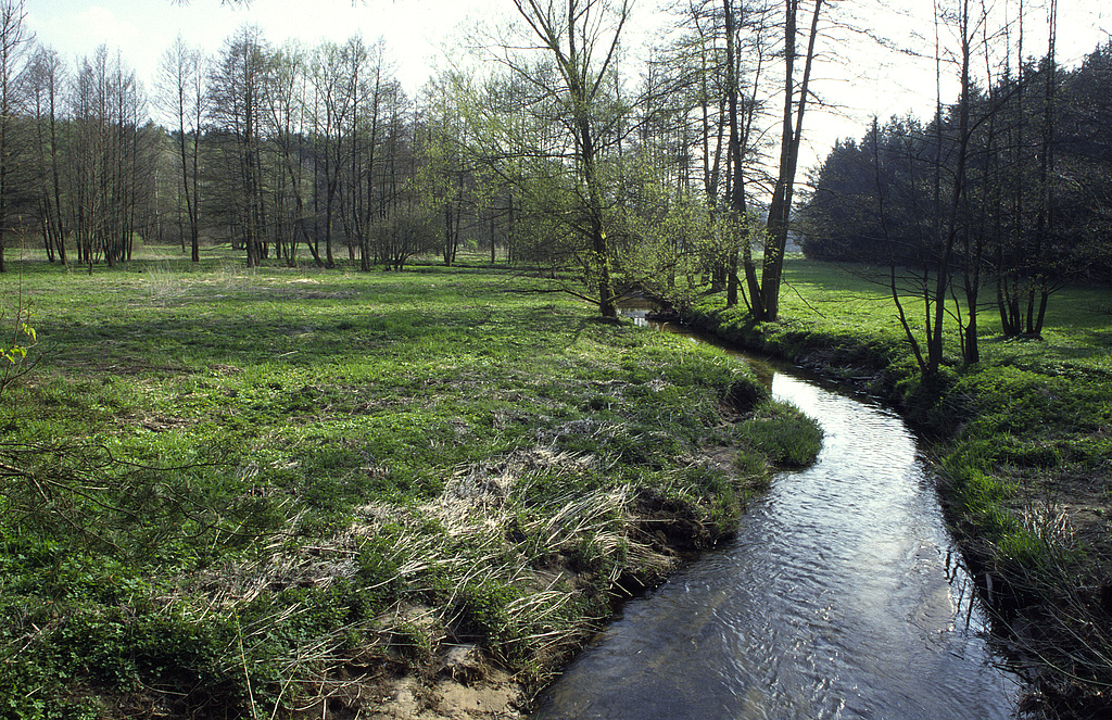 NSG 249, Blick von Brücke über die Föritz im ehemaligen Grenzstreifen nach Südsüdwest auf den südlichsten Zipfel des NSG an der Landesgrenze zu Bayern westsüdwestlich Rotheul (Landkreis Sonneberg). (Foto: Holm Wenzel, 21.04.2002)