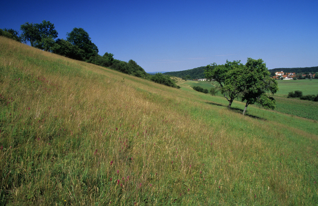 NSG 266, Blick nach Nordosten auf den Südosthang des Langen Berges mit viel Acker-Wachtelweizen. Hinten rechts: Schweickershausen (Landkreis Hildburghausen). (Foto: Holm Wenzel, 13.06.2009)