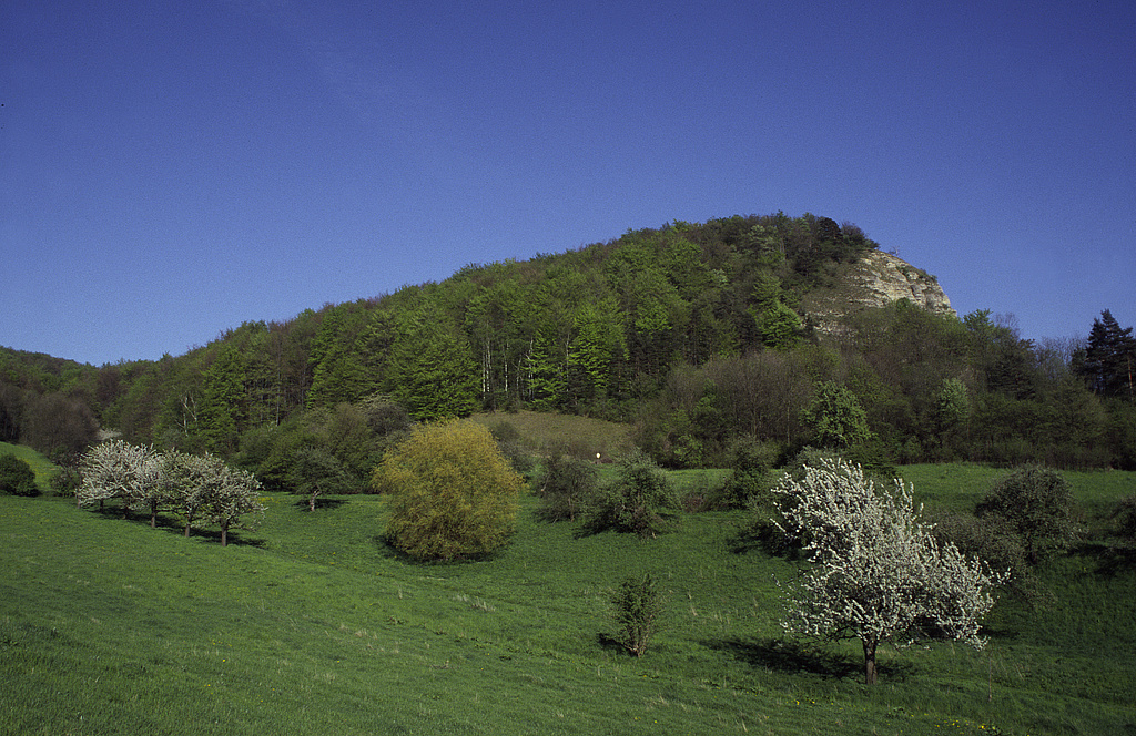 NSG 273, Blick von Westsüdwest auf die Zietschkuppe im zentralen Teil des NSG „Gleistalhänge“ (Saale-Holzland-Kreis) mit Waldmeister- und Orchideen-Kalk-Buchenwald sowie Kalkfelsen, -Pionierrasen und -Schutthalden sowie Kalk-Halbtrockenrasen am Fuß. (Foto: Holm Wenzel, April 1999)
