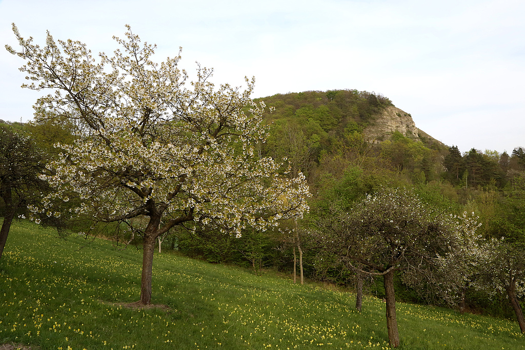 NSG 273, Blick von der Flachsleite mit orchideenreichen Kalk-Halbtrockenrasen und Streuobstbestand nach Ostnordost zur Zietschkuppe im zentralen Teil des NSG „Gleistalhänge“ (Saale-Holzland-Kreis). (Foto: Holm Wenzel, 29.04.2015)