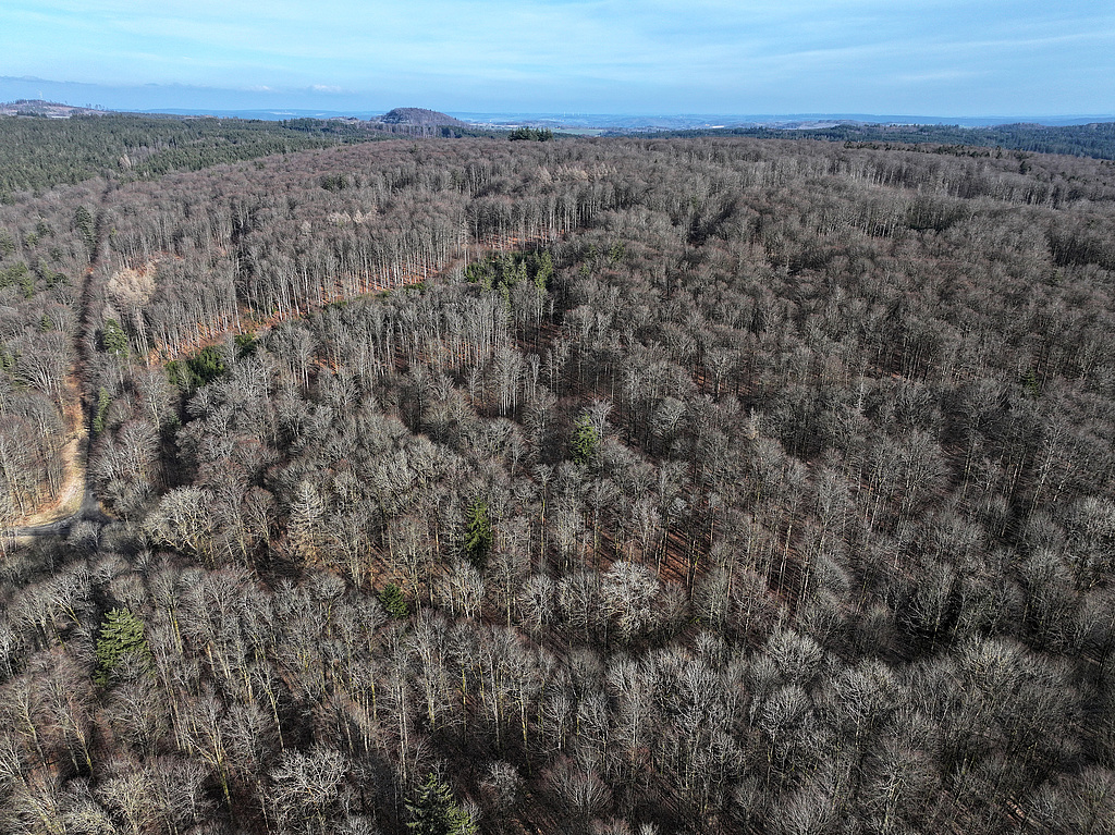 NSG 283, Blick von Südwesten auf den Nord- und Nordostteil der Zone 2 am Hansenhieb im zentralen Teil des NSG „Jägersruh – Gemäßgrund – Mulschwitzen“ (Saale-Orla-Kreis). Vorn: Zone 1 (ehemaliges Totalreservat „Jägersruh“) und die Schwarzeteichstraße, hinten Mitte: Diabaskuppe des Kulmberges mit dem NSG „Kulm“ (Nr. 167), hinten links: der Sieglitzberg bei Bad Lobenstein. (Foto: Holm Wenzel, 03.03.2024)