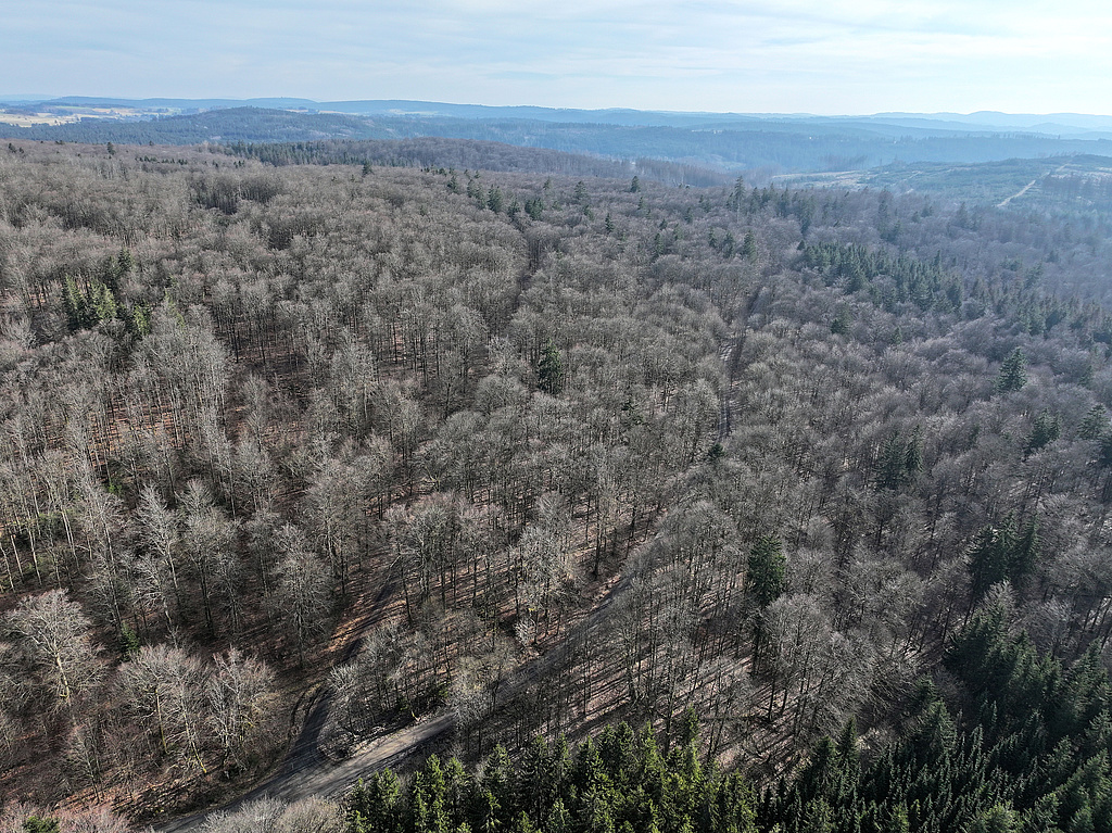 NSG 283, Blick von Norden auf das ehemalige Totalreservat „Jägersruh“ (heute NSG-Zone 1, im Bild zwischen den beiden Forstwegen, links: Schwarzeteichstraße, rechts: Falsweg) und die daran anschließende Zone 2 (rechts am Hang zur Rodach, links am Hansenhieb) im zentralen Teil des NSG „Jägersruh – Gemäßgrund – Mulschwitzen“ (Saale-Orla-Kreis). (Foto: Holm Wenzel, 03.03.2024)