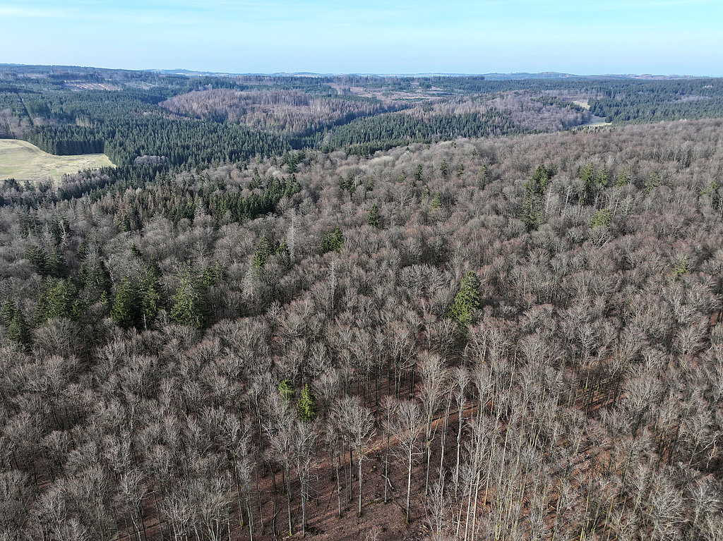 NSG 283, Blick von Süden auf das ehemalige Totalreservat „Jägersruh“ (heute NSG-Zone 1, im Bild vorn bis Bildmitte) und die daran anschließende Zone 2 (links am Hang zur Rodach, rechts am Hansenhieb) im zentralen Teil des NSG „Jägersruh – Gemäßgrund – Mulschwitzen“ (Saale-Orla-Kreis). Links oben: Wiese am Langenstein, hinten schräg links: Franzensberg zwischen Pfaffenbachsgrund und Grunzebach, hinten Mitte bis schräg rechts: Stutenkamm zwischen Grunzebach und Wiesenzug nördlich des Orlabaches (auch alles im NSG). (Foto: Holm Wenzel, 03.03.2024)