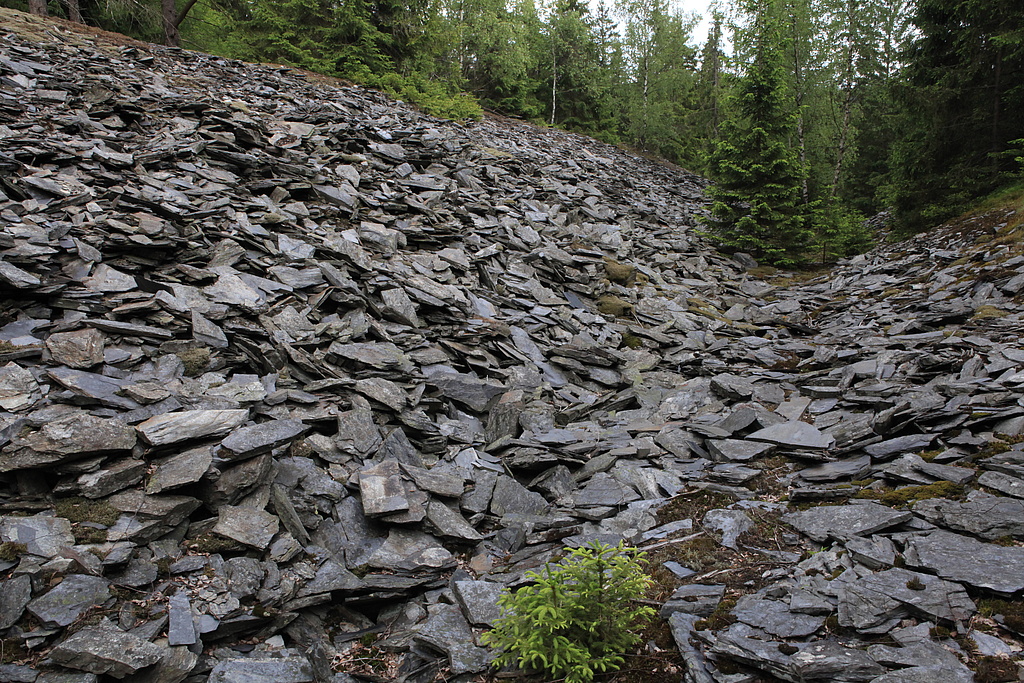 NSG 283, Schieferhalden des ehemaligen Schieferbruches am Franzensberg im Nordwesten des NSG „Jägersruh – Gemäßgrund – Mulschwitzen“, hier südöstlich Rodacherbrunn (Saale-Orla-Kreis). (Foto: Holm Wenzel, 16.06.2012)