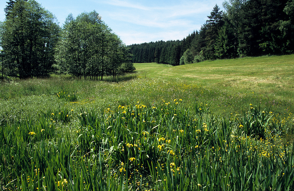 NSG 283, unterer Gemäßgrund mit Bachaue des Sieglitzbaches und Verlandungsvegetation eines kleinen Teiches mit Sumpf-Schwertlilie Iris pseudacorus im Nordosten des NSG „Jägersruh – Gemäßgrund – Mulschwitzen“, hier südwestlich Lichtenbrunn (Saale-Orla-Kreis). (Foto: Holm Wenzel, 18.06.2006)