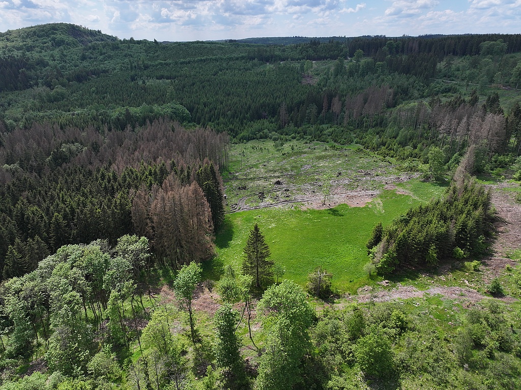 NSG 283, Blick von Nordosten auf das ND „Arnikawiese“, eine sehr arten-, blüten- und kräuterreiche Bergwiese nordwestlich des Gemäßgrundes im Nordosten des NSG „Jägersruh – Gemäßgrund – Mulschwitzen“, hier westsüdwestlich Lichtenbrunn (Saale-Orla-Kreis). Hinten links: Diabaskuppe des Kulmberges mit dem NSG „Kulm“ (Nr. 167). (Foto: Holm Wenzel, 20.05.2024)