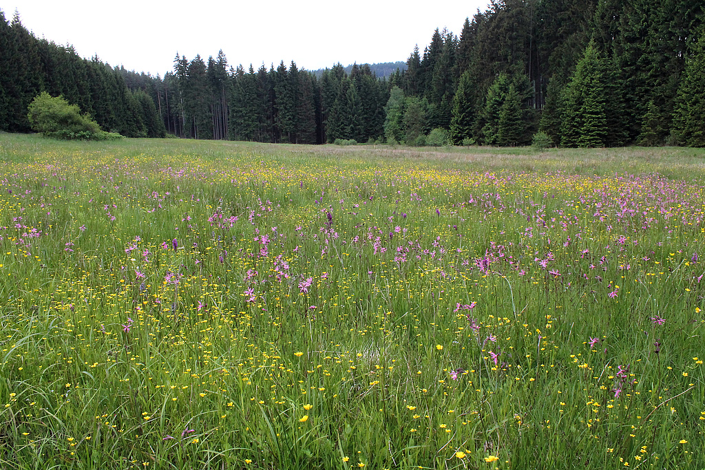 NSG 283, Komplex aus Feucht- und Bergwiese und Übergangsmoor (hier mit Breitblättrigem Knabenkraut Dactylorhiza majalis und Kuckucks-Lichtnelke Lychnis flos-cuculi) in nördlichem Seitental des Gemäßgrundes ganz im Nordosten des NSG „Jägersruh – Gemäßgrund – Mulschwitzen“, hier westsüdwestlich Lichtenbrunn (Saale-Orla-Kreis). (Foto: Holm Wenzel, 24.05.2014)