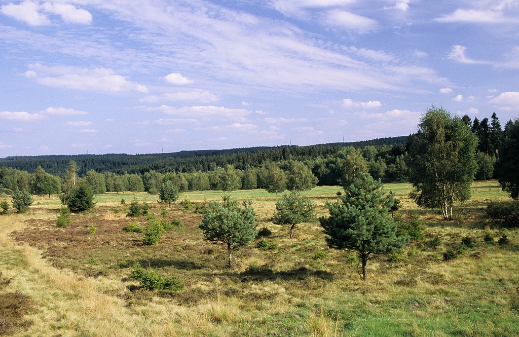NSG 292, Blick nach Südosten über ehemaligen Schießplatz der früheren militärischen Nutzung im Zentrum des NSG „Mittelgrund“ nordöstlich Ruppersdorf (Saale-Orla-Kreis) mit Heidekraut-Heide und extensiven Mähwiesen des Flach- und Hügellandes sowie kleineren Borstgrasrasen. (Foto: Holm Wenzel, 27.08.2009)
