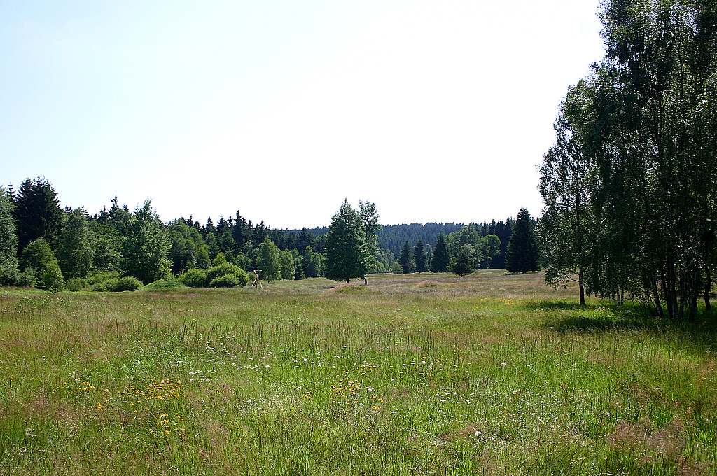 NSG 292, im Nordwesten der ehemaligen Schießbahn im NSG „Mittelgrund“ nordöstlich Ruppersdorf (Saale-Orla-Kreis), hier mit extensiven Mähwiesen des Flach- und Hügellandes. (Foto: Susann Schleip/Ingenieurbüro für Naturschutz und Landschaftsplanung/Archiv TLUBN, 07.07.2013)