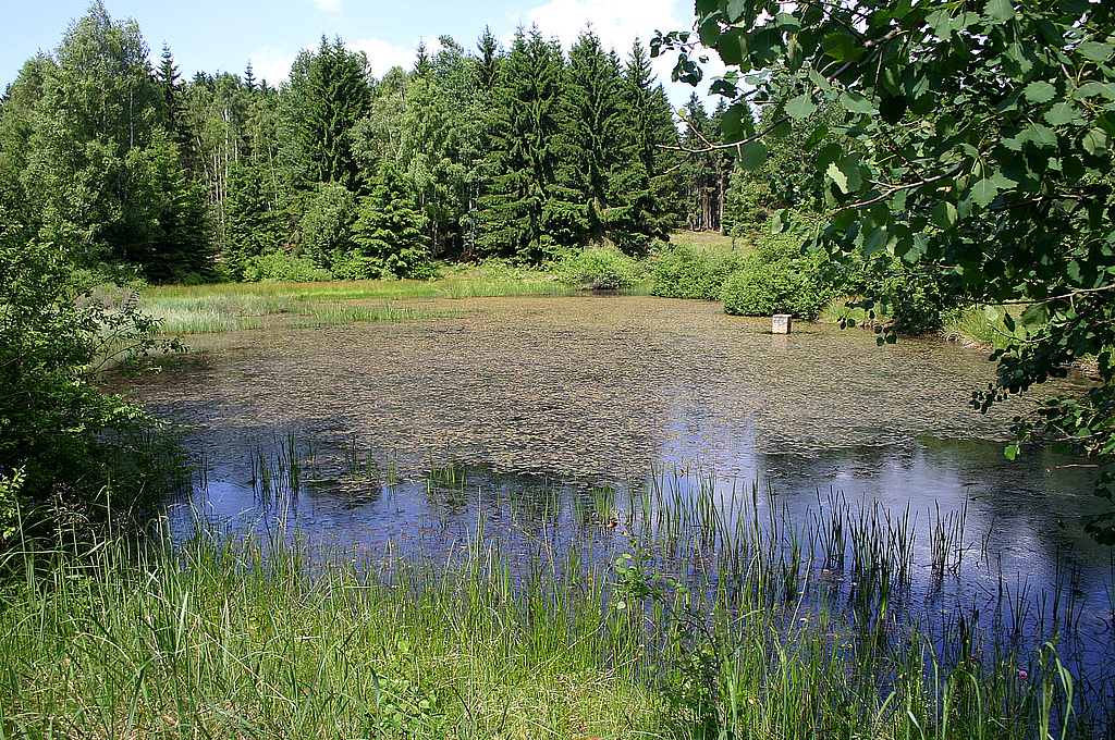 NSG 292, großer Teich im Südosten der ehemaligen Schießbahn im NSG „Mittelgrund“ nordöstlich Ruppersdorf (Saale-Orla-Kreis) mit Schwimmendem Laichkraut Potamogeton natans, Gewöhnlicher Sumpfsimse Eleocharis palustris und Ästigem Igelkolben Sparganium erectum. (Foto: Susann Schleip/Ingenieurbüro für Naturschutz und Landschaftsplanung/Archiv TLUBN, 07.07.2013)