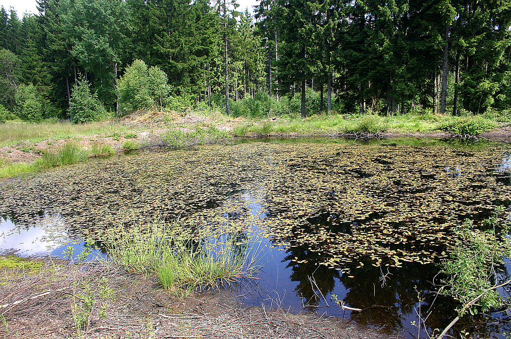NSG 292, kleinerer Teich im Südosten der ehemaligen Schießbahn im NSG „Mittelgrund“ nordöstlich Ruppersdorf (Saale-Orla-Kreis) mit Schwimmendem Laichkraut Potamogeton natans. (Foto: Susann Schleip/Ingenieurbüro für Naturschutz und Landschaftsplanung/Archiv TLUBN, 07.07.2013)