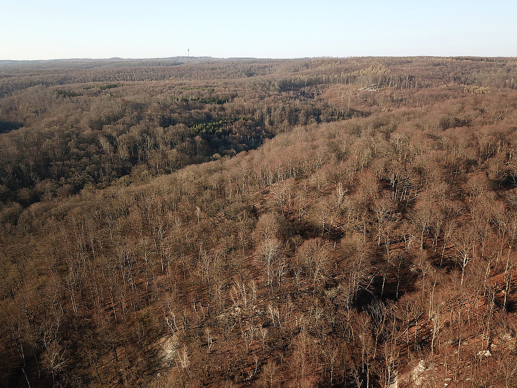 NSG 320, Blick von Süden auf die bewaldete, aus der forstlichen Nutzung genommene Gipskarstlandschaft nordwestlich Bad Frankenhausen auf der Südseite des Kyffhäusers im NSG „Süd-West-Kyffhäuser“ (Kyffhäuserkreis). Blick aus Richtung Kattenburg (vorn rechts) über das Hornissental (Bildmitte von rechts nach links) zum Großen (Bildmitte links) und Kleinen (Bildmitte hinten halbrechts) Schweinskopf. In der Bildmitte ganz hinten: Fernsehturm auf dem Kulpenberg. (Foto: Holm Wenzel, 05.04.2020)
