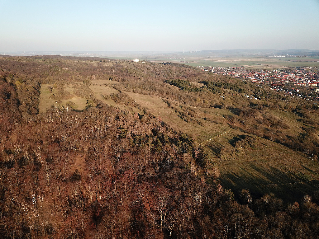 NSG 320, Blick von Westnordwest zum Kosacken- und dahinter halbrechts Galgenberg nordwestlich Bad Frankenhausen, Teil der Gipskarstlandschaft auf der Südseite des Kyffhäusers und größtenteils im NSG „Süd-West-Kyffhäuser“ (Kyffhäuserkreis). Der Wald vorn ist aus der forstlichen Nutzung genommen. In der Bildmitte hinten: Panorama-Museum der Bauernkriegs-Gedenkstätte, rechts oben: Bad Frankenhausen. (Foto: Holm Wenzel, 05.04.2020)