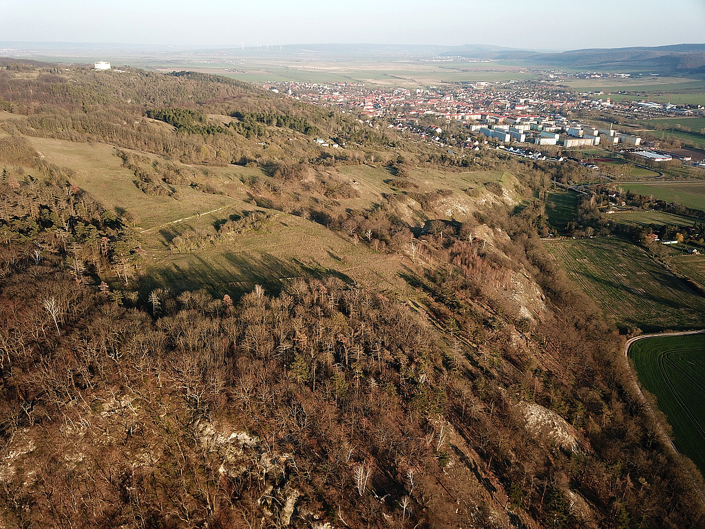 NSG 320, Blick von Westnordwest zum Kosacken- und dahinter Galgenberg nordwestlich Bad Frankenhausen, Teil der Gipskarstlandschaft auf der Südseite des Kyffhäusers größtenteils im NSG „Süd-West-Kyffhäuser“ (Kyffhäuserkreis). Der Wald vorn mit dem Gipsfelsband und mehreren Höhleneingängen ist aus der forstlichen Nutzung genommen. Hinten links: Panorama-Museum der Bauernkriegs-Gedenkstätte, rechts oben: Bad Frankenhausen. (Foto: Holm Wenzel, 05.04.2020)