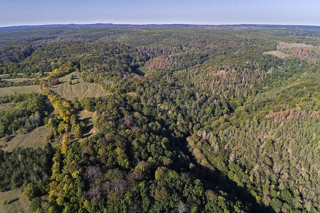 NSG 320, Blick von Süden auf die Gipskarstlandschaft nordnordwestlich Bad Frankenhausen am Südhang des Kyffhäusers im NSG „Süd-West-Kyffhäuser“ (Kyffhäuserkreis) mit dem Galgenberg und dem bewaldeten Kalktal (dahinter halb rechts); NSG hier nur zwischen Kyffhäuserweg = Kastanienallee (links im Bild) und Kalktal mit der Bundesstraße B 85 (Bildmitte). Östlich der B 85 (rechts im Bild): NSG 448 „Süd-Ost-Kyffhäuser“. Der Wald im Kalktal ist größtenteils aus der forstlichen Nutzung genommen. (Foto: V. Lautenbach/ThINK GmbH/Archiv TLUBN, 21.09.2020)