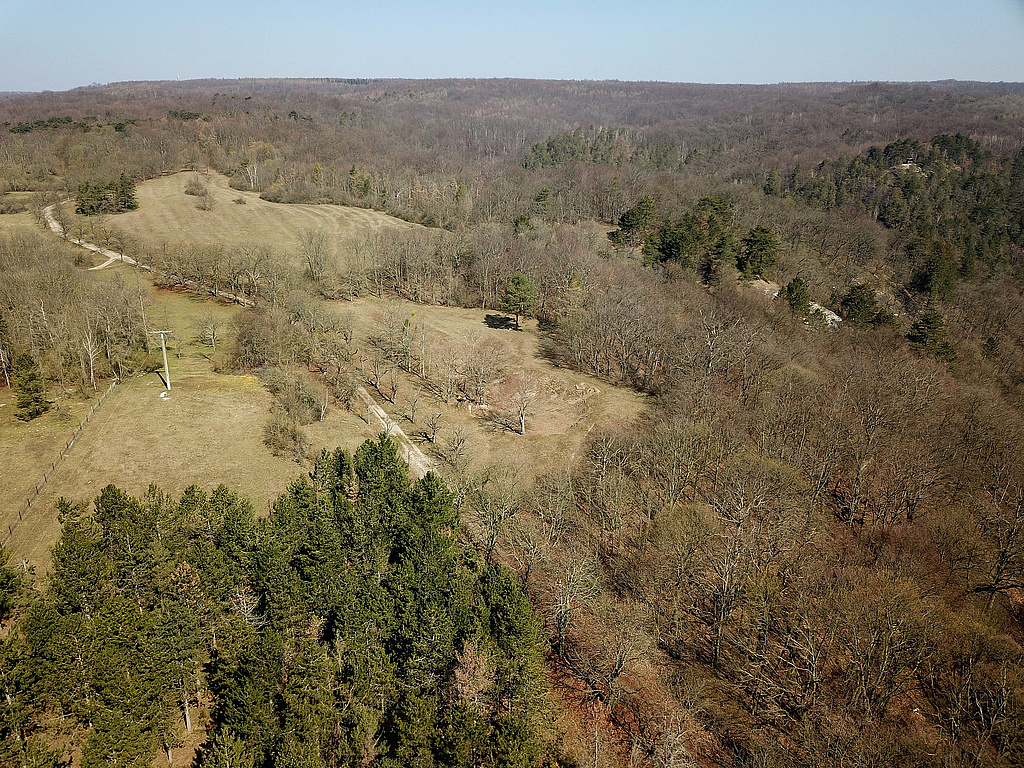 NSG 320, Blick von Süden auf die Gipskarstlandschaft nordnordwestlich Bad Frankenhausen am Südhang des Kyffhäusers im NSG „Süd-West-Kyffhäuser“ (NSG hier nur rechts des Weges = Kyffhäuserweg, Kastanienallee) (Kyffhäuserkreis) mit dem Galgenberg und dem bewaldeten Kalktal (dahinter halb rechts). Oben rechts: einer der Scheitsköpfe, bereits zum NSG „Süd-Ost-Kyffhäuser“ (Nr. 448) hinter der Bundesstraße B 85 gehörend. Der Wald hier im NSG ist aus der forstlichen Nutzung genommen. (Foto: Holm Wenzel, 05.04.2020)