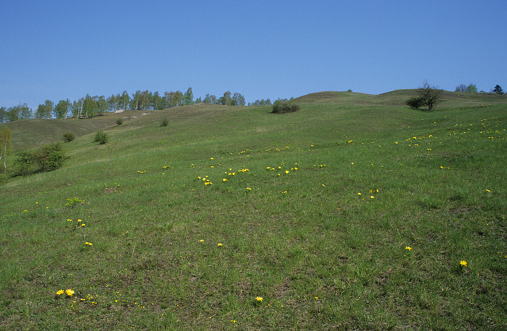 NSG 320, Steppenrasen am Breiten Berg mit Frühlings-Adonisröschen Adonis vernalis, Südhang des Kyffhäusers im NSG „Süd-West-Kyffhäuser“ (Kyffhäuserkreis). (Foto: Holm Wenzel, 01.05.2001)