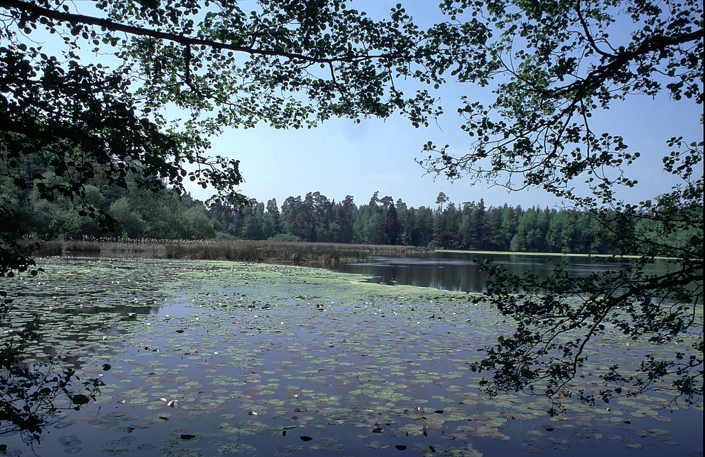 NSG 337, Esbachteich bei Gehren (Ilm-Kreis), auch Seerosenteich genannt, im NSG „Pennewitzer Teiche – Unteres Wohlrosetal“. (Foto: Holm Wenzel, 08.05.2000)