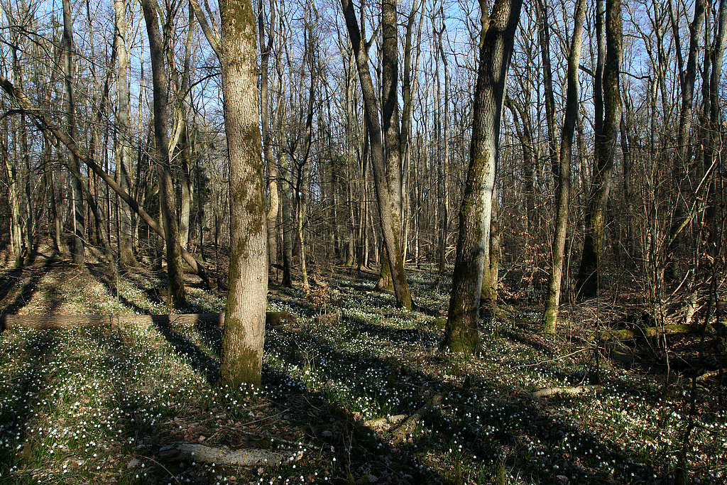 NSG 349, Märzenbecher-Aspekt im „Brücklesschlag“ zwischen Waldhaus und Talsperre Roth II, NSG „Gleichberge“. (Foto: Holm Wenzel, 13.03.2022)