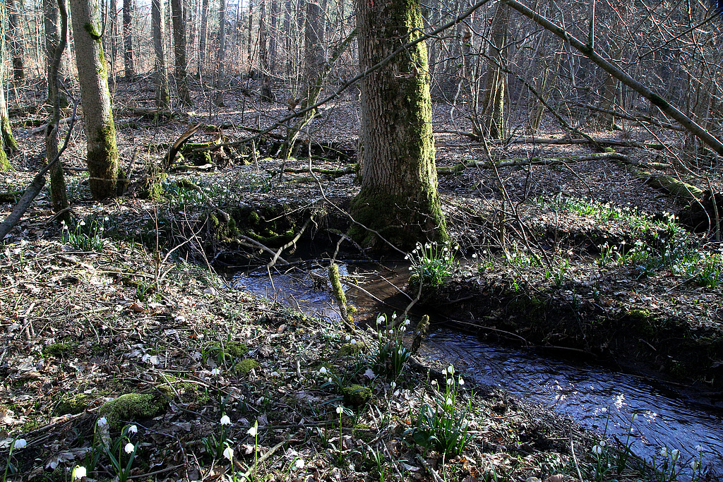 NSG 349, Märzenbecher-Aspekt im „Brücklesschlag“ zwischen Waldhaus und Talsperre Roth II mit Seitenbach der Milz im NSG „Gleichberge“. (Foto: Holm Wenzel, 13.03.2022)