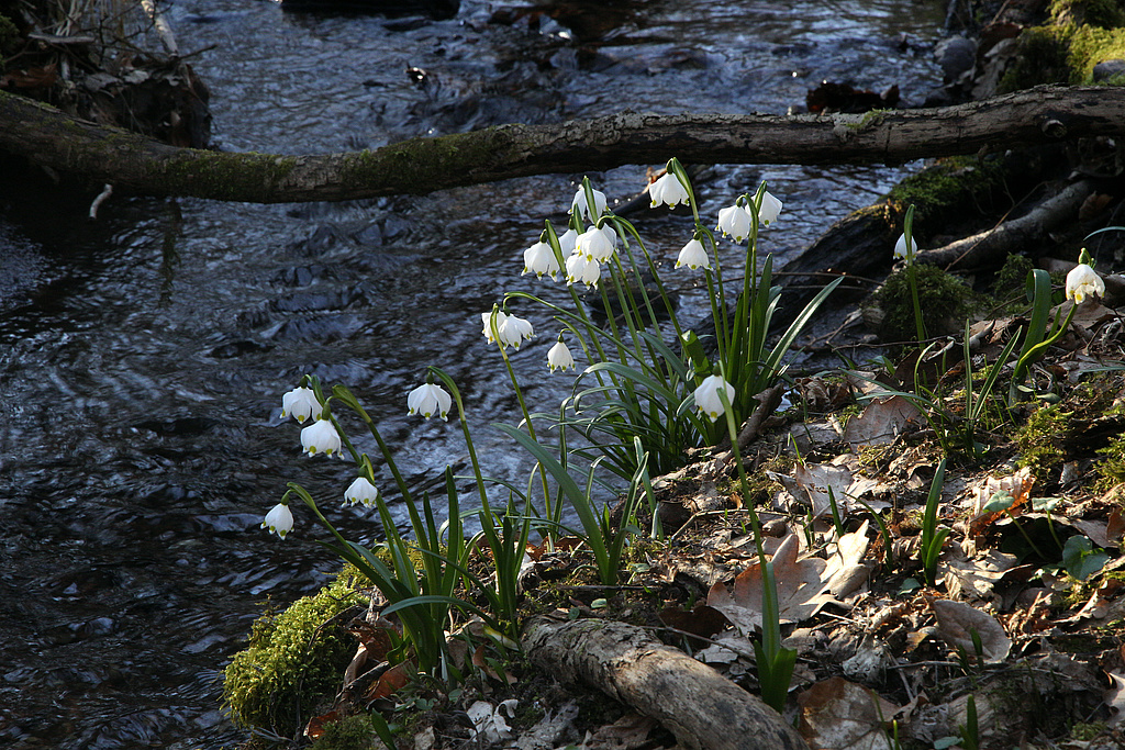 NSG 349, Märzenbecher Leucojum vernum an Seitenbach der Milz zwischen Waldhaus und Talsperre Roth II im NSG „Gleichberge“. (Foto: Holm Wenzel, 13.03.2022)