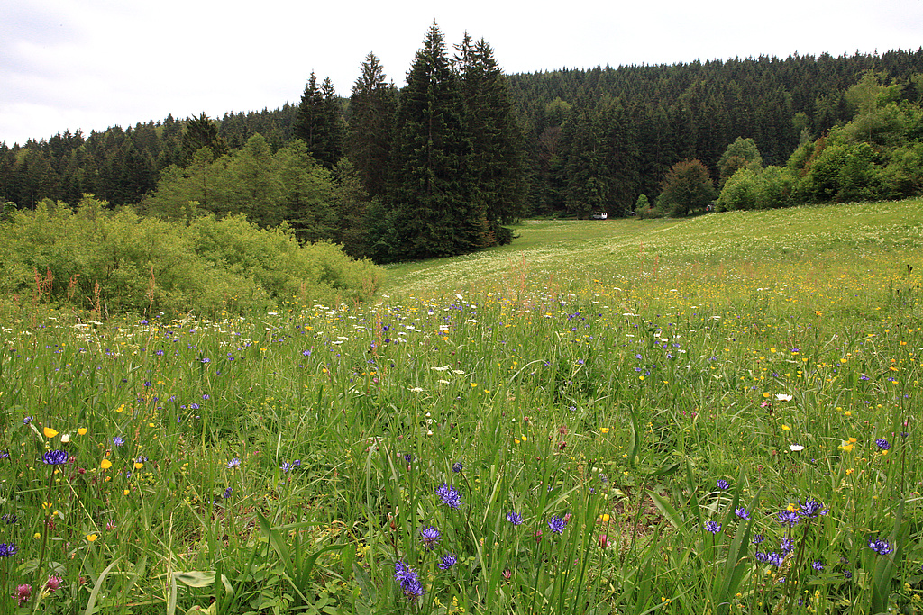 NSG 351, Blick nach Südosten Richtung Jungdo-Hütte und Großer Mühlberg auf artenreiche, vom „Jungdo-Hütte im Röthengrund e. V.“ gepflegte Berg-Mähwiese im oberen Röthengrund bei Mengersgereuth-Hämmern im NSG „Röthengrund“ (Landkreis Sonneberg), hier mit Aspekt der Kopfigen Teufelskralle Phyteuma orbiculare. (Foto: Holm Wenzel, 02.06.2012)