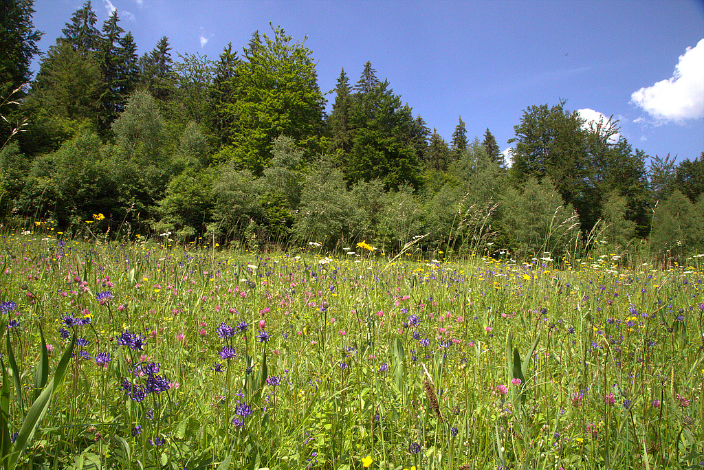 NSG 351, artenreiche, vom „Jungdo-Hütte im Röthengrund e. V.“ gepflegte Berg-Mähwiese im oberen Röthengrund bei Mengersgereuth-Hämmern im NSG „Röthengrund“ (Landkreis Sonneberg), hier mit Massenbestand der Kopfigen Teufelskralle Phyteuma orbiculare. (Foto: Holm Wenzel, 05.06.2016)